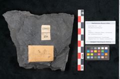 Foto (Objekt + Etikett) von Annularia minuta Brongniart (NHMW-GEO-2024-0188-11012)